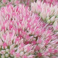 A hummingbird hawkmoth feeding on immature sedums