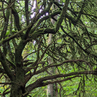 Moss covered trees and rocks in a forest